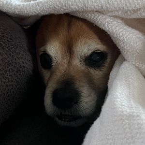 Meet your Posher, Al